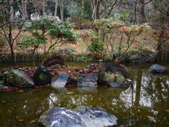中洲の山茶花