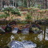 中洲の山茶花