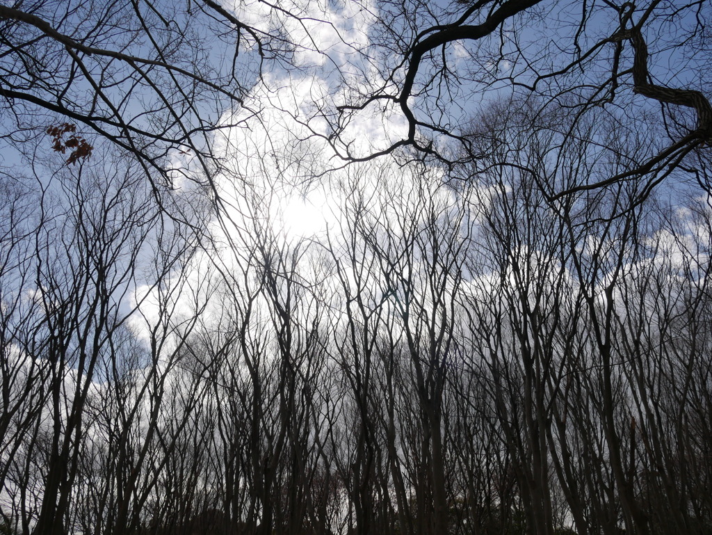 冬木立