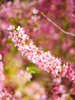 万葉集に詠われた花