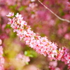 万葉集に詠われた花