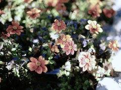 冬の花壇の花
