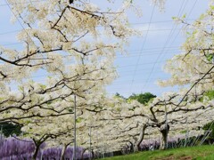 穴場の藤園