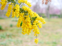 幸せの黄色いモフモフ