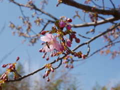 河津桜みぃつけた(^_^)v