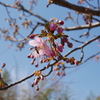 河津桜みぃつけた(^_^)v