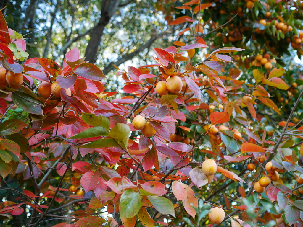 柿の葉の紅葉