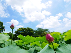 梅雨の晴れ間