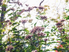 アサギマダラが好きな花