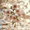 桜咲く