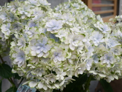 あじさい ９　万華鏡