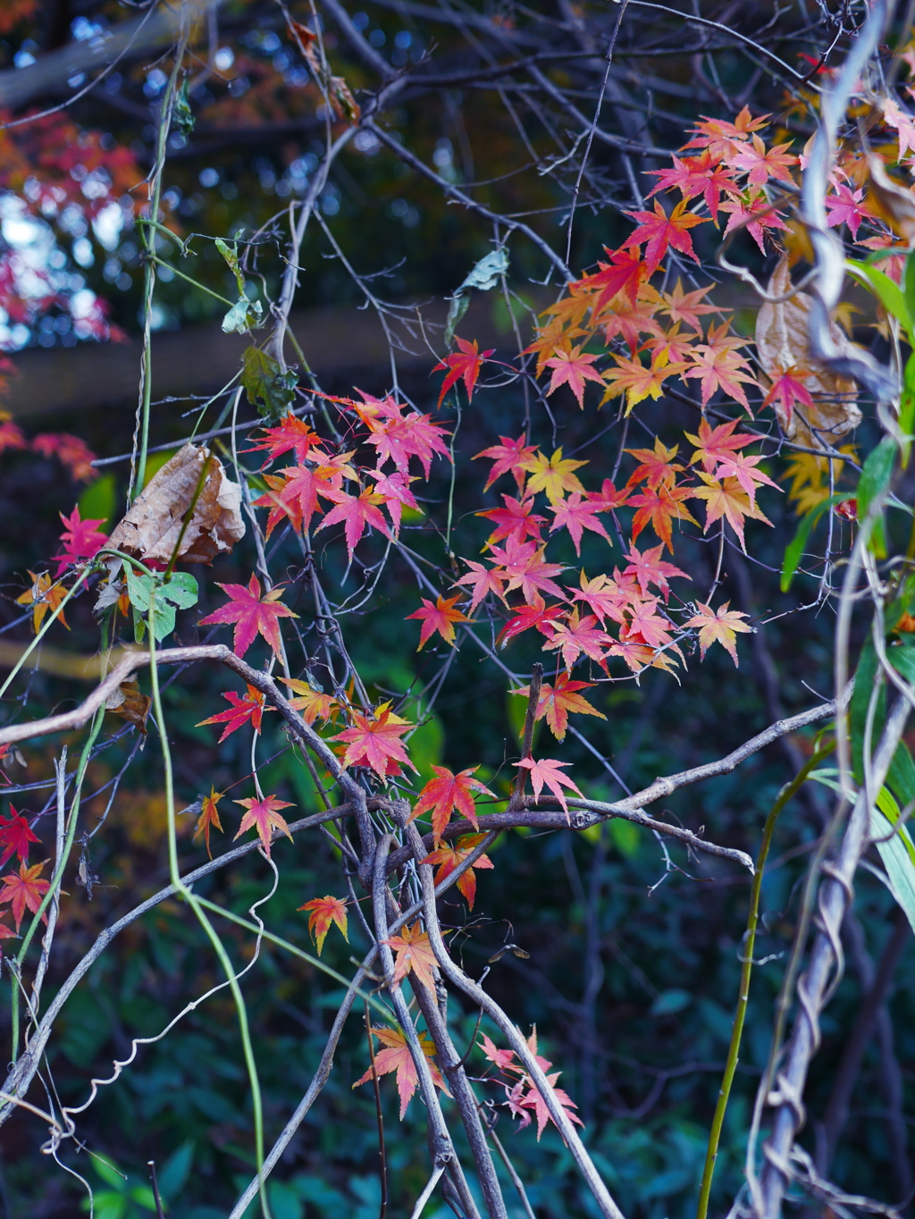 散りゆくモミジ