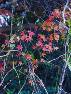 散りゆくモミジ