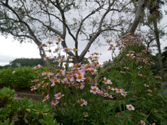 ピンクのウインターコスモス