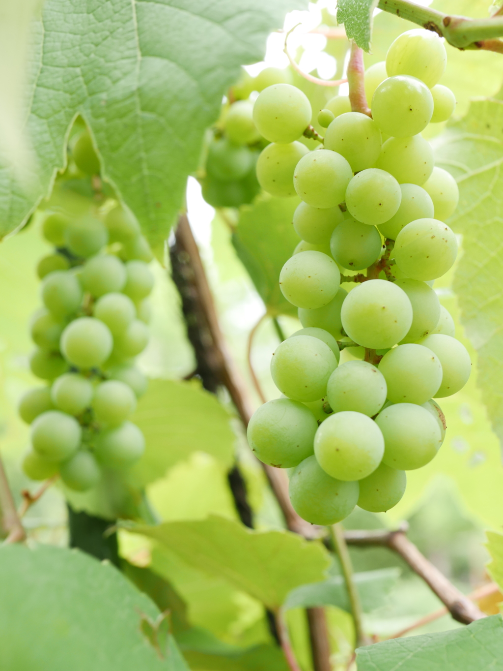 ブドウ