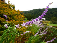 ベルベットの様な花