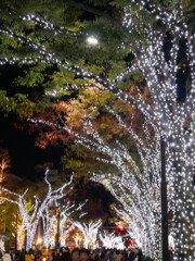光輝く並木道