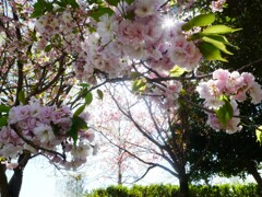 八重桜