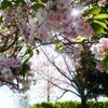 八重桜