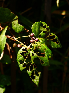 虫食い葉