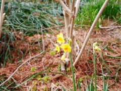 黄色い水仙