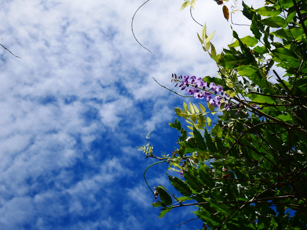 藤の花と秋の空