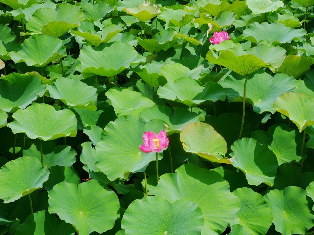 ハスの花が咲きました