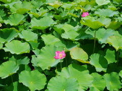 ハスの花が咲きました