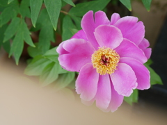芍薬