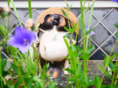 花を愛でるたぬき