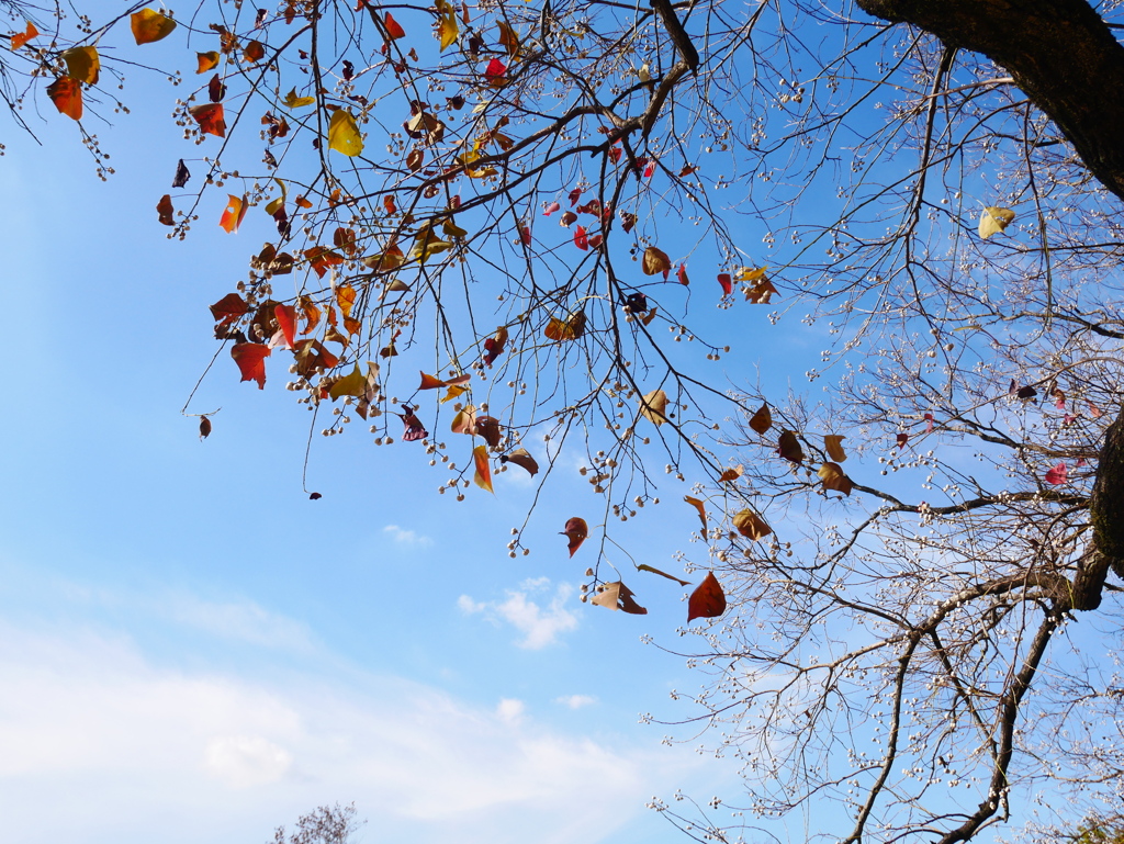 ナンキンハゼの白い実