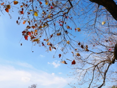 ナンキンハゼの白い実