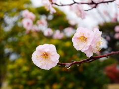 梅の花