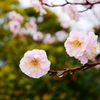 梅の花