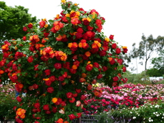 情熱の薔薇