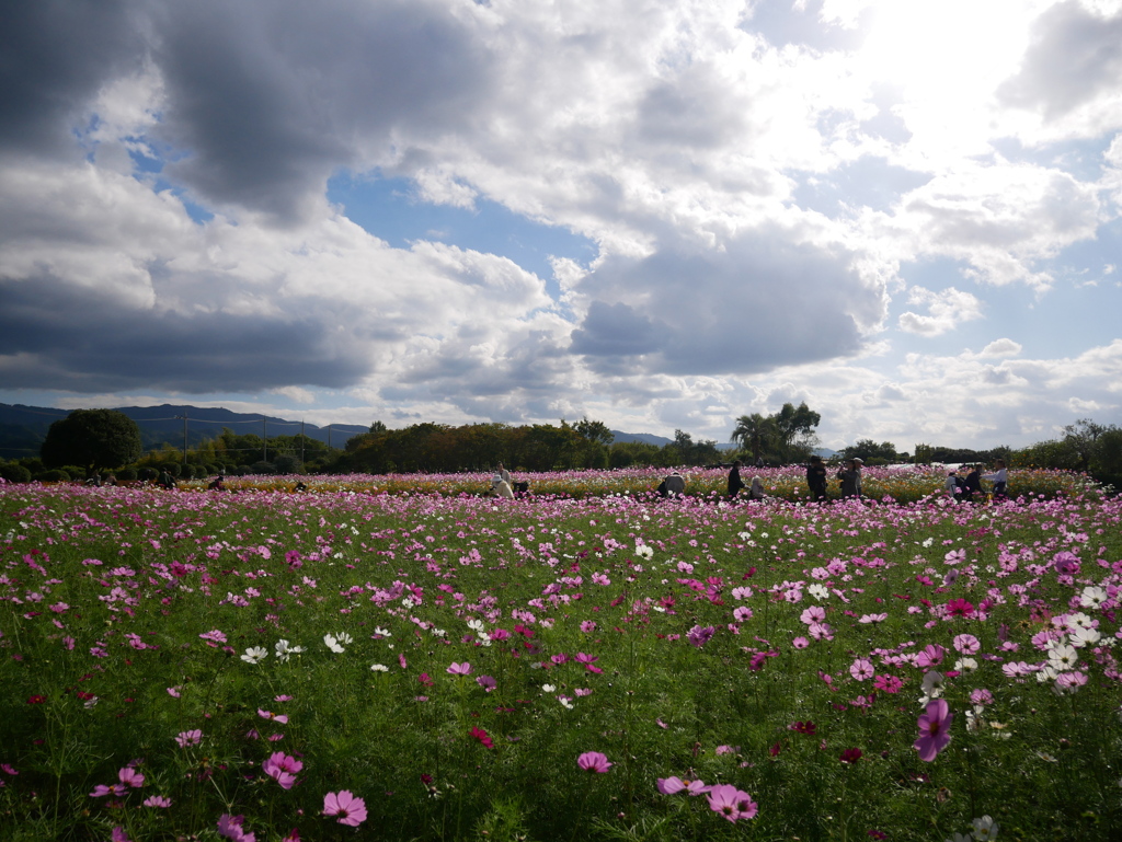 コスモス畑