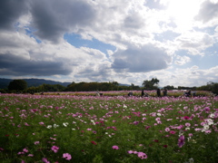コスモス畑
