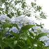 あじさい 4