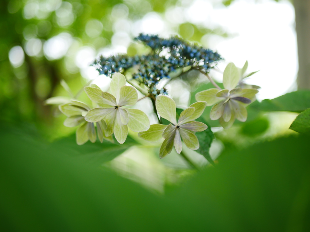 見納めの紫陽花①