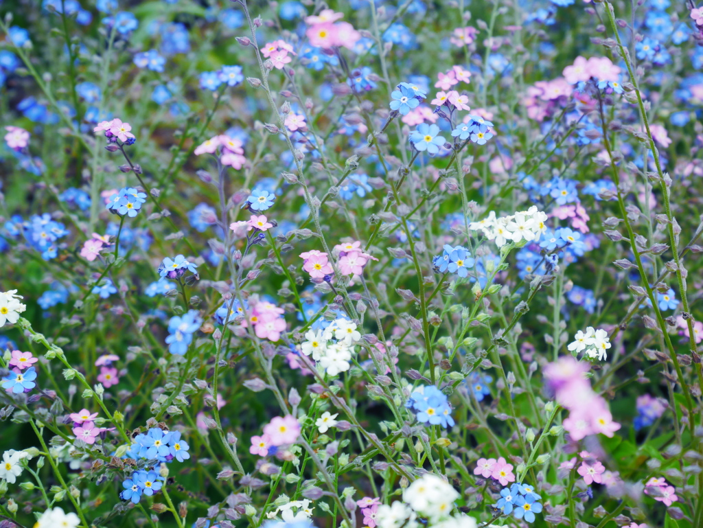 小さな花壇の小さな花
