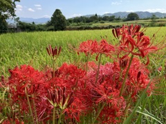 あぜ道の彼岸花