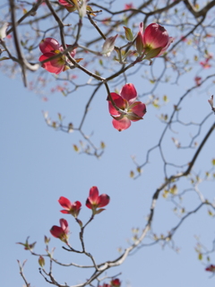 花水木