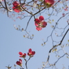 花水木