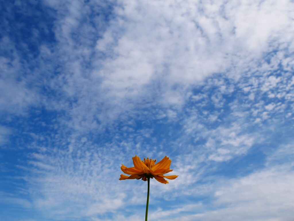 秋の空
