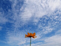 秋の空