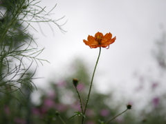 雨上がり
