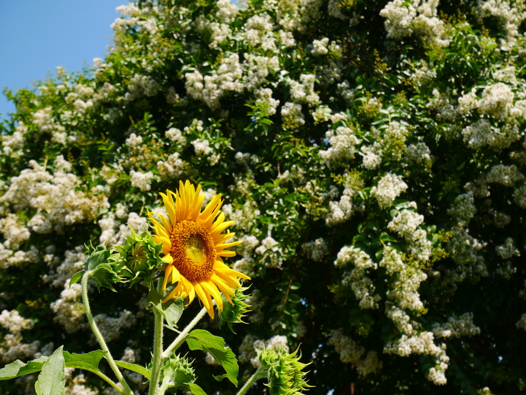 夏の花