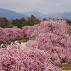 鈴鹿の森庭園