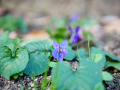 すみれの花咲く頃