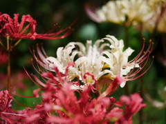 紅白の彼岸花